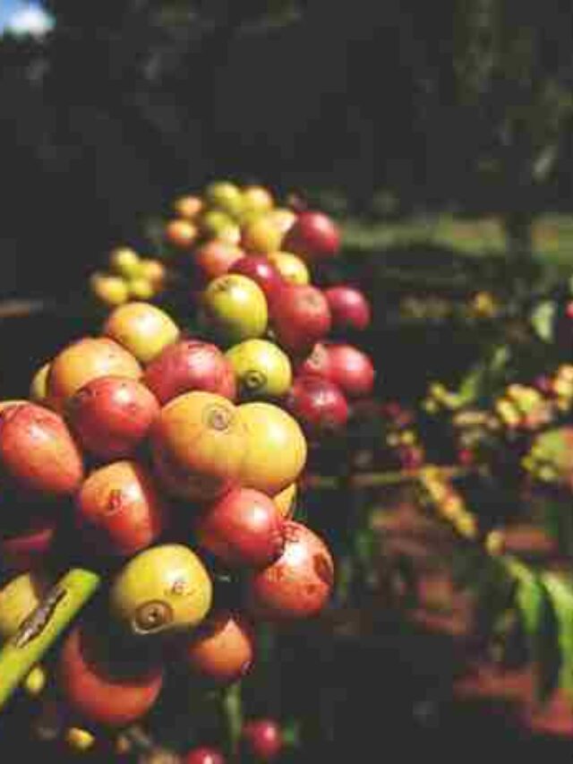 Coorg-Coffee-Plantation_11zon